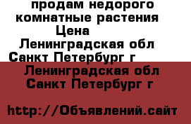 продам недорого комнатные растения › Цена ­ 150 - Ленинградская обл., Санкт-Петербург г.  »    . Ленинградская обл.,Санкт-Петербург г.